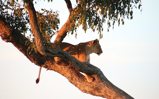 The lion on the tree  from Chrome web store to be run with OffiDocs Chromium online