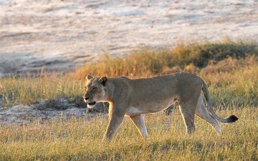 The lion on the wild field  from Chrome web store to be run with OffiDocs Chromium online