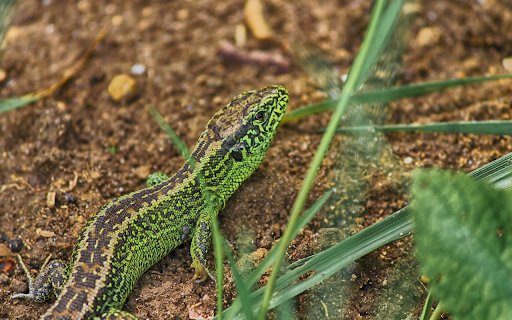 The lizard crawls on the ground  from Chrome web store to be run with OffiDocs Chromium online