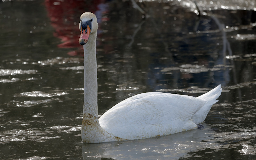 The Long Necked Swan  from Chrome web store to be run with OffiDocs Chromium online