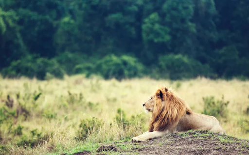 The Majestic Lion  from Chrome web store to be run with OffiDocs Chromium online