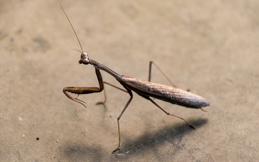 The mantis hides in the tree trunk  from Chrome web store to be run with OffiDocs Chromium online