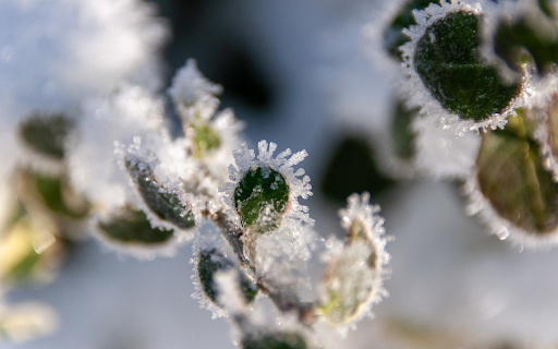 The mist dragon turned to stone  from Chrome web store to be run with OffiDocs Chromium online