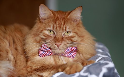 The Noble Cat  from Chrome web store to be run with OffiDocs Chromium online