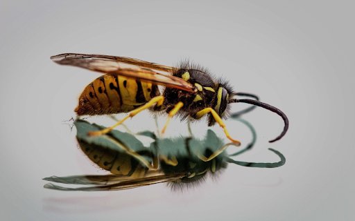 The painted bee from Chrome web store to be run with OffiDocs Chromium online The painted bee from Chrome web store to be run with OffiDocs Chromium online