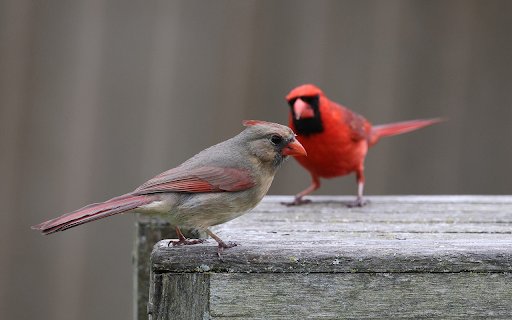The pair of birds entwined  from Chrome web store to be run with OffiDocs Chromium online