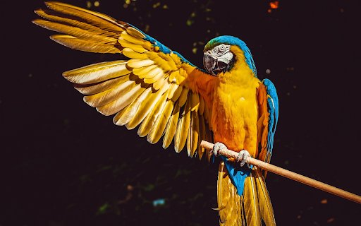 The Parrot yellow  from Chrome web store to be run with OffiDocs Chromium online
