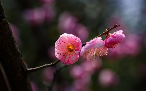 The peach branch is shy  from Chrome web store to be run with OffiDocs Chromium online