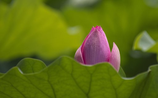 The pink lotus is shy  from Chrome web store to be run with OffiDocs Chromium online