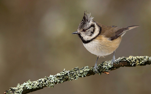 The Pintail  from Chrome web store to be run with OffiDocs Chromium online