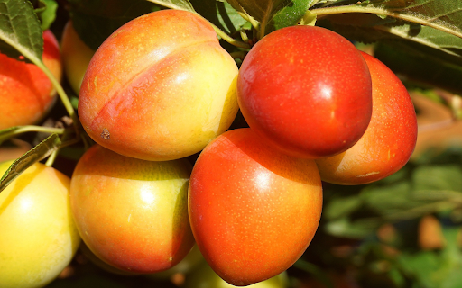 The plums are plump from Chrome web store to be run with OffiDocs Chromium online The plums are plump from Chrome web store to be run with OffiDocs Chromium online