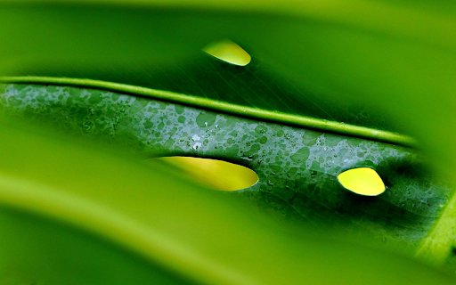 The punctured leaves from Chrome web store to be run with OffiDocs Chromium online The punctured leaves from Chrome web store to be run with OffiDocs Chromium online