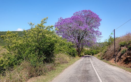 The purple flower tree is big and tall  from Chrome web store to be run with OffiDocs Chromium online