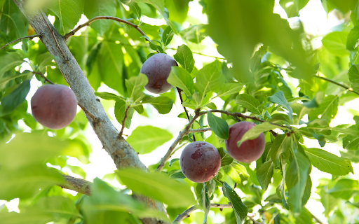 The purple plums are full of powder  from Chrome web store to be run with OffiDocs Chromium online