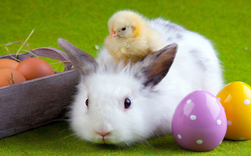 The Rabbit and the Chick: A Heartwarming Friendship  from Chrome web store to be run with OffiDocs Chromium online