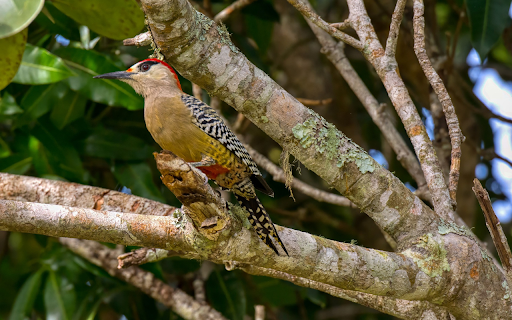 The red headed woodpecker  from Chrome web store to be run with OffiDocs Chromium online