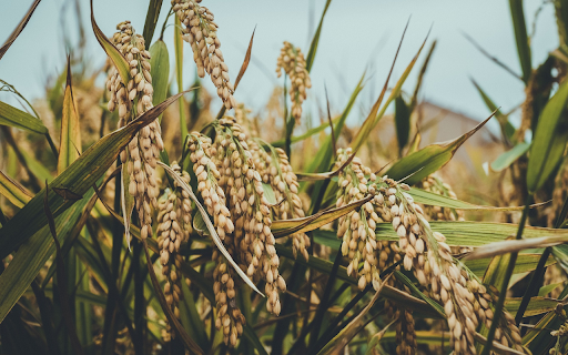The rice flowers are round and heavy  from Chrome web store to be run with OffiDocs Chromium online