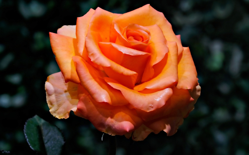 The rose bloomed  from Chrome web store to be run with OffiDocs Chromium online