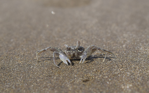 The Sea Crab  from Chrome web store to be run with OffiDocs Chromium online