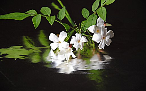 The shadow of a flower branch  from Chrome web store to be run with OffiDocs Chromium online