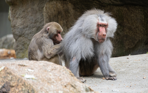 The Shaggy Headed Gibbon from Chrome web store to be run with OffiDocs Chromium online The Shaggy Headed Gibbon from Chrome web store to be run with OffiDocs Chromium online