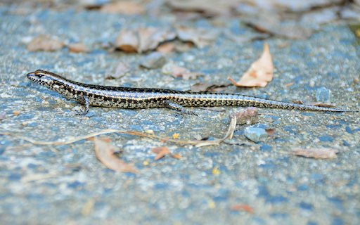 The shiny skinned lizard  from Chrome web store to be run with OffiDocs Chromium online
