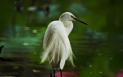 The Stork and the Peacock Tail from Chrome web store to be run with OffiDocs Chromium online The Stork and the Peacock Tail from Chrome web store to be run with OffiDocs Chromium online