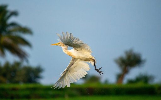 The stork spreads its wings and flies  from Chrome web store to be run with OffiDocs Chromium online