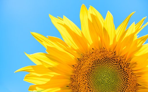 The sun flower glows in the blue sky  from Chrome web store to be run with OffiDocs Chromium online