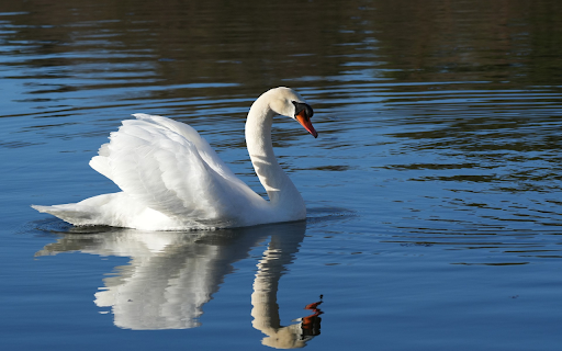The swan and the shadow  from Chrome web store to be run with OffiDocs Chromium online The swan and the shadow  from Chrome web store to be run with OffiDocs Chromium online