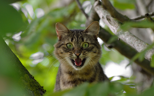 The tabby cat is scared  from Chrome web store to be run with OffiDocs Chromium online The tabby cat is scared  from Chrome web store to be run with OffiDocs Chromium online