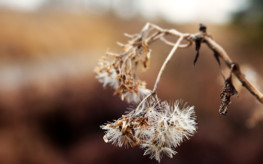 The tree dries and the flowers fade  from Chrome web store to be run with OffiDocs Chromium online