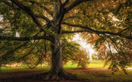 The tree is tall and shiny  from Chrome web store to be run with OffiDocs Chromium online