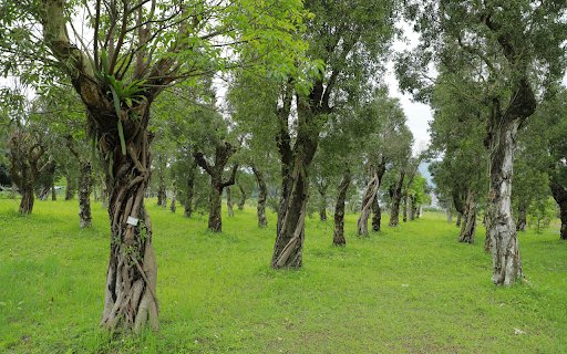 The trees are in a straight line  from Chrome web store to be run with OffiDocs Chromium online