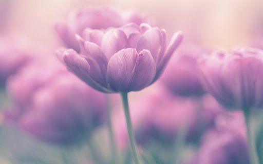 The tulip flower spring  from Chrome web store to be run with OffiDocs Chromium online