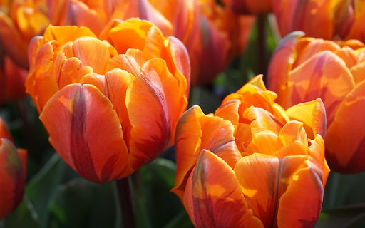 The tulips flowers orange spring from Chrome web store to be run with OffiDocs Chromium online The tulips flowers orange spring from Chrome web store to be run with OffiDocs Chromium online