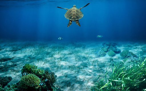 The Turtle’s Journey  from Chrome web store to be run with OffiDocs Chromium online