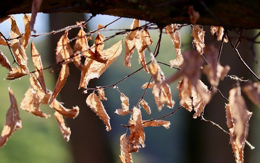 The withered leaves  from Chrome web store to be run with OffiDocs Chromium online