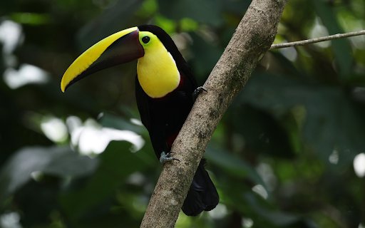 The Yellow billed Bird  from Chrome web store to be run with OffiDocs Chromium online