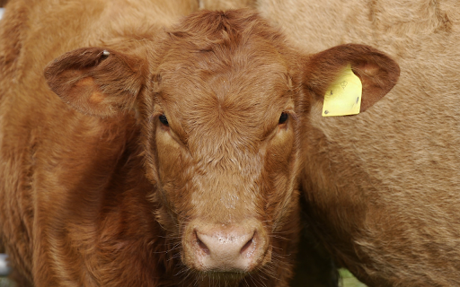 The yellow cow was bewildered  from Chrome web store to be run with OffiDocs Chromium online