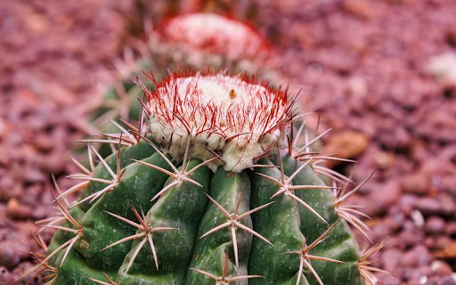 Thorny cactus and flower sprouts  from Chrome web store to be run with OffiDocs Chromium online