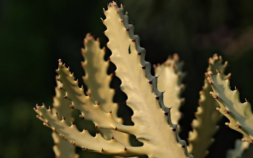 Thorny cactus branches  from Chrome web store to be run with OffiDocs Chromium online