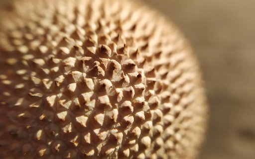 thorny fruit  from Chrome web store to be run with OffiDocs Chromium online