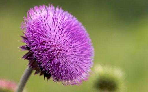 Thousand Petal Flower  from Chrome web store to be run with OffiDocs Chromium online
