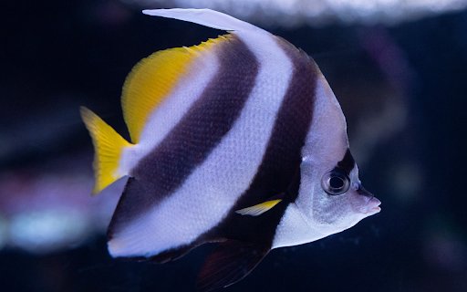 Three colored fish  from Chrome web store to be run with OffiDocs Chromium online
