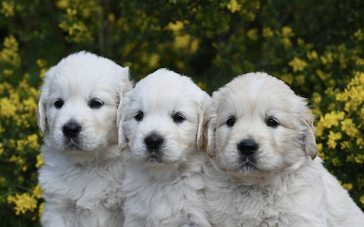 Three cute white dogs  from Chrome web store to be run with OffiDocs Chromium online