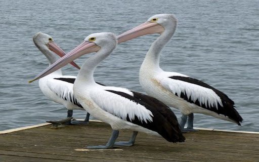 three pelicans wallpaper  from Chrome web store to be run with OffiDocs Chromium online