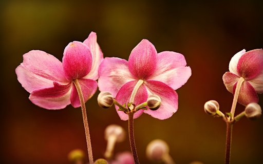 Three pink flowers bloom  from Chrome web store to be run with OffiDocs Chromium online