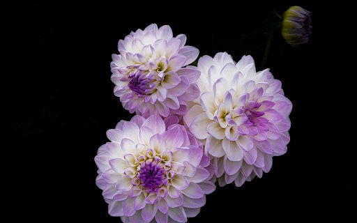 Three purple and white flowers  from Chrome web store to be run with OffiDocs Chromium online
