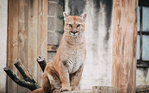 Tiger Cat  from Chrome web store to be run with OffiDocs Chromium online